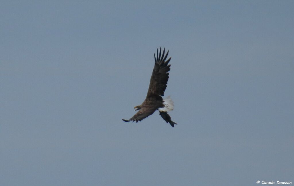 White-tailed Eagle