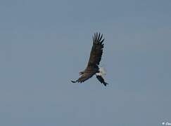 White-tailed Eagle