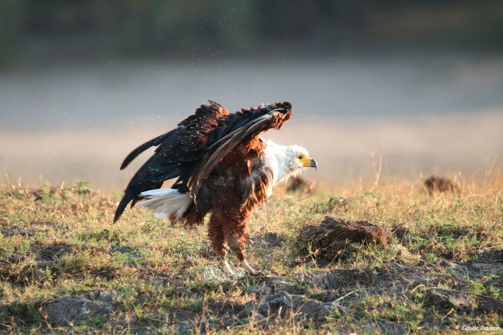 African Fish Eagle