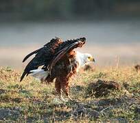 African Fish Eagle