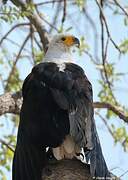 African Fish Eagle