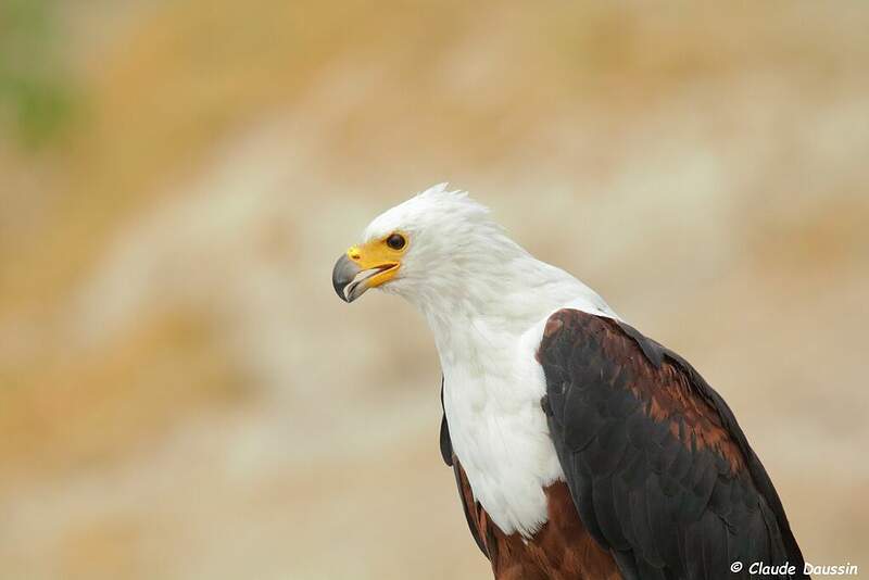 Pygargue vocifère - Pygargue vocifer - clda208982