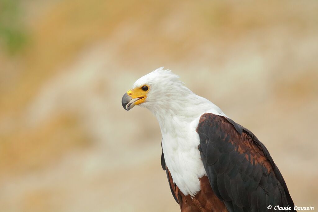 African Fish Eagle