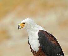 African Fish Eagle