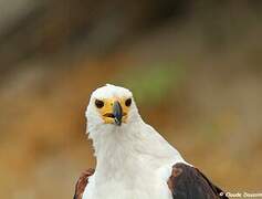 African Fish Eagle