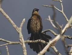 Great-tailed Grackle