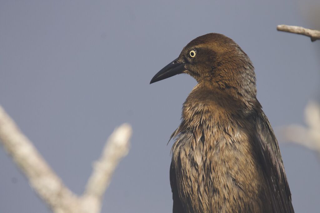 Great-tailed Grackle female adult