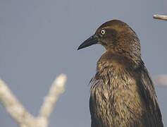 Great-tailed Grackle