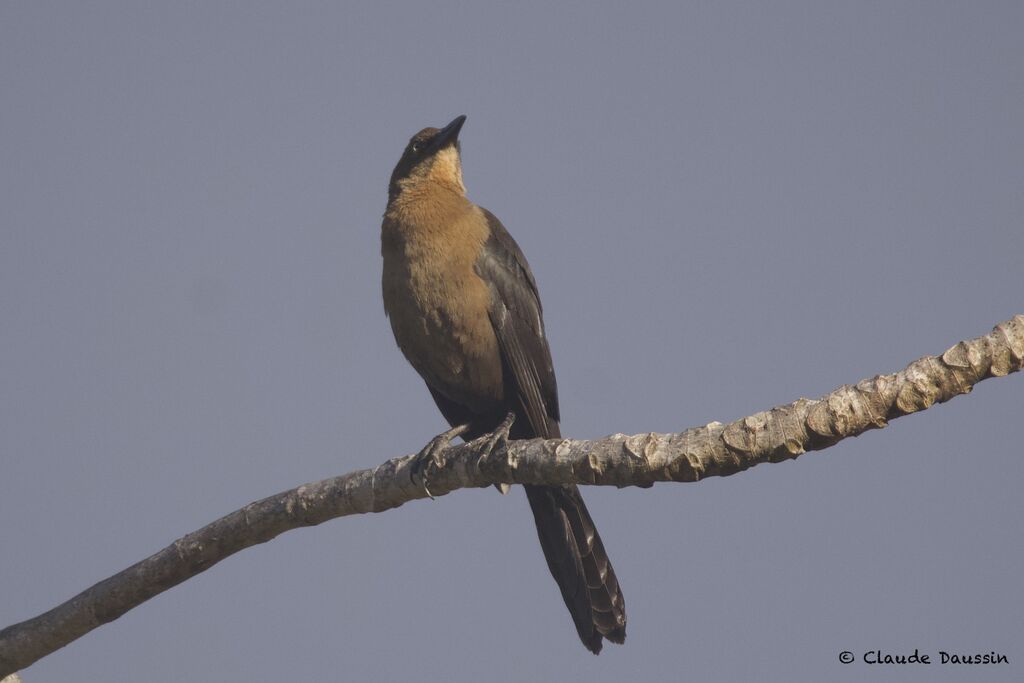 Great-tailed Grackle female adult