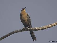 Great-tailed Grackle