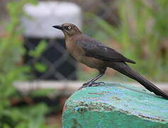 Great-tailed Grackle