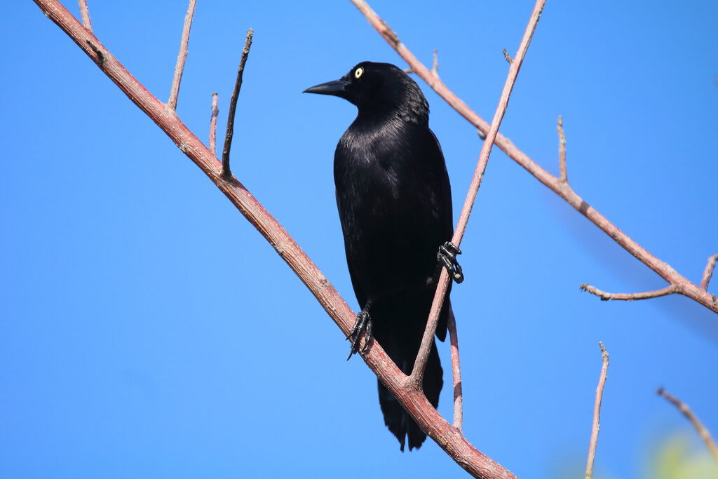 Carib Grackle