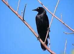 Carib Grackle