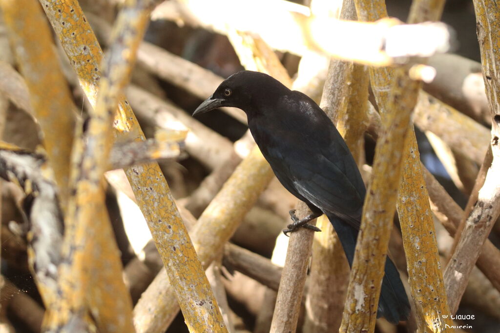 Carib Grackle