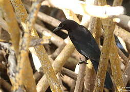 Carib Grackle