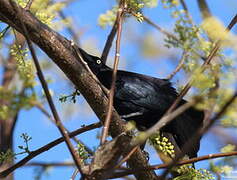 Carib Grackle