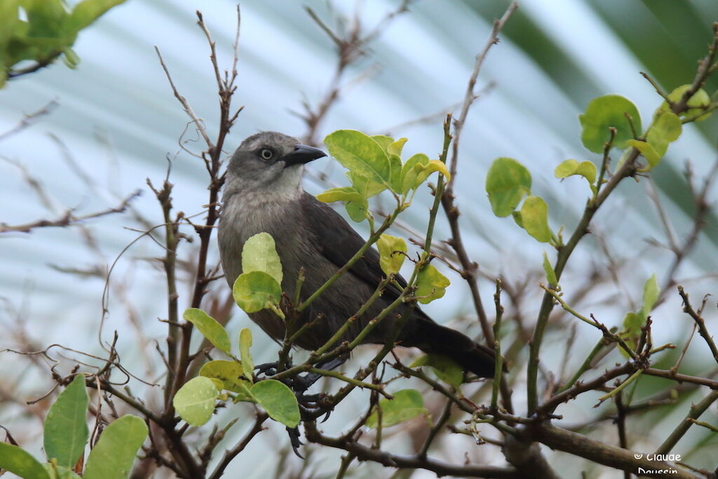 Carib Grackle female