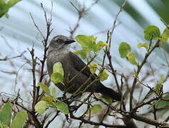 Carib Grackle