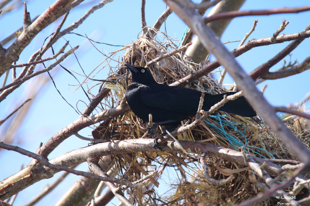 Carib Grackle male, habitat, Reproduction-nesting