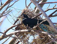 Carib Grackle