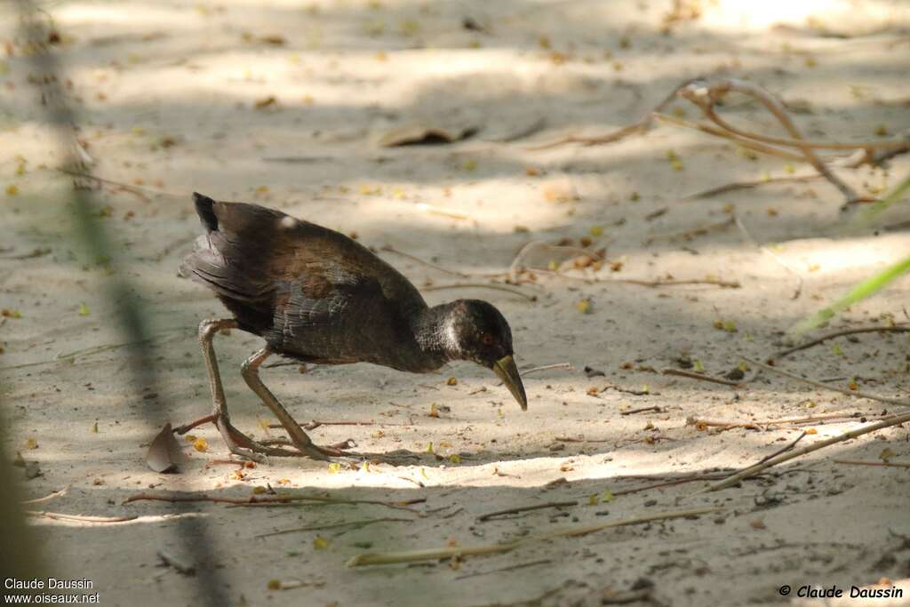 Black Crakejuvenile, identification