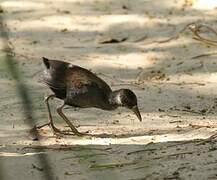 Black Crake