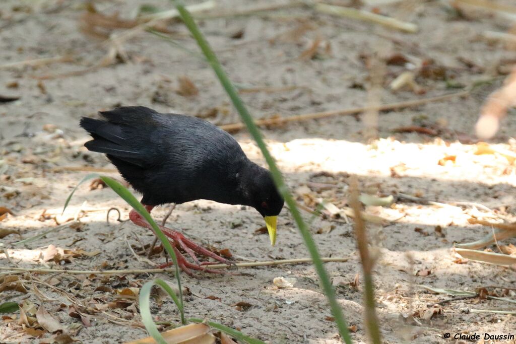 Black Crake