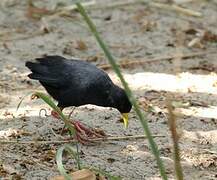 Black Crake