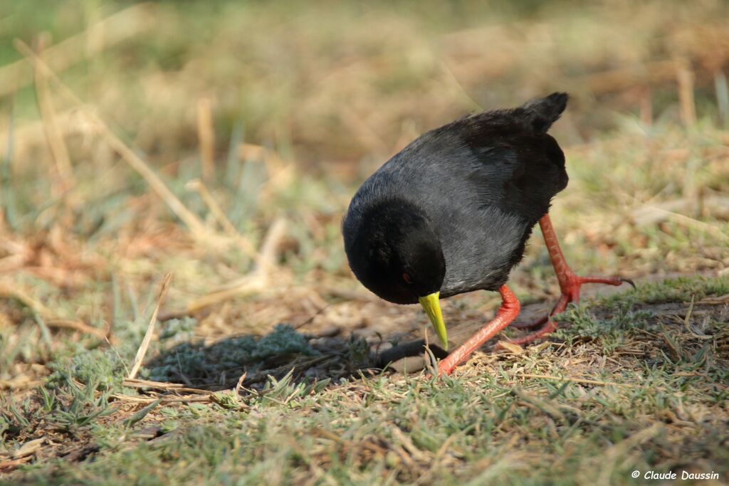 Black Crake