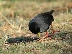 Black Crake