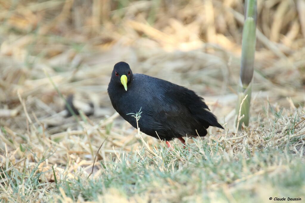 Black Crake