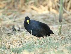 Black Crake