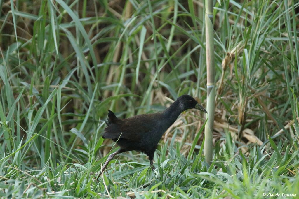 Black Crake