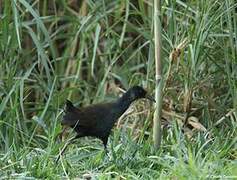 Black Crake