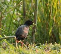 Black Crake