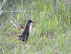 Water Rail