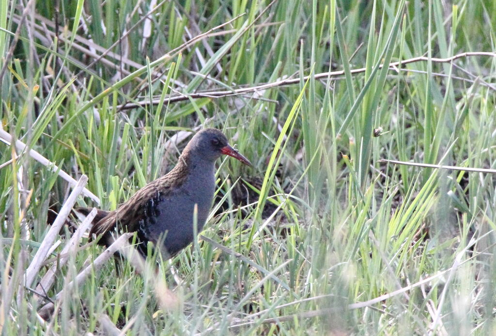 Water Rail