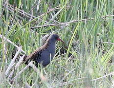 Water Rail