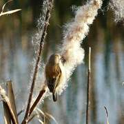 Eurasian Penduline Tit