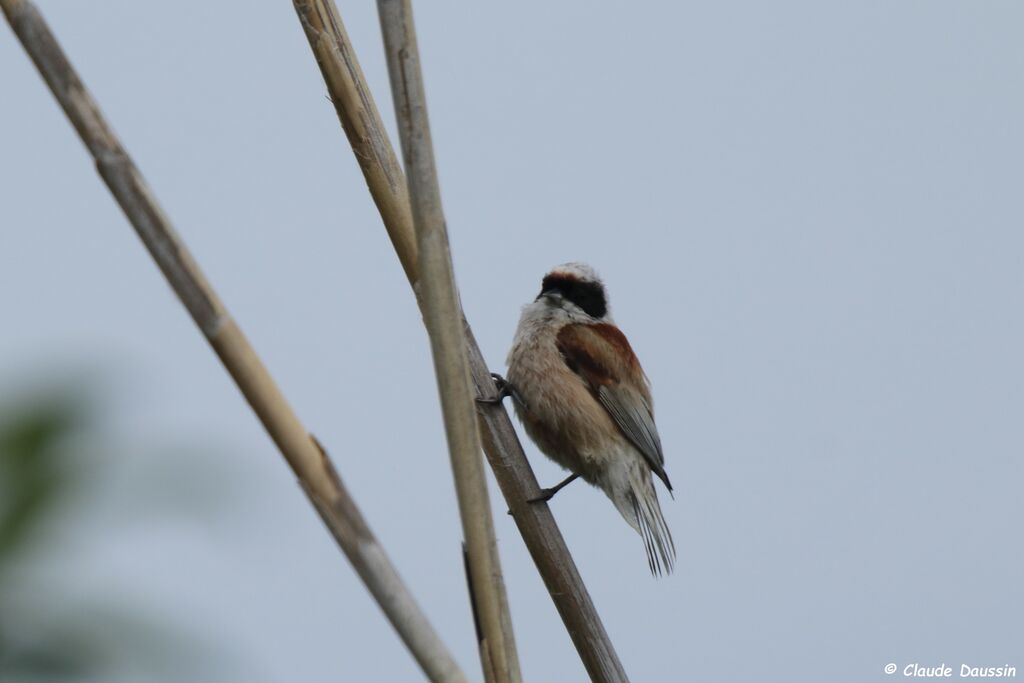 Rémiz penduline