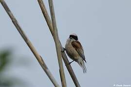 Eurasian Penduline Tit