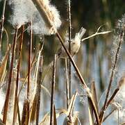 Eurasian Penduline Tit