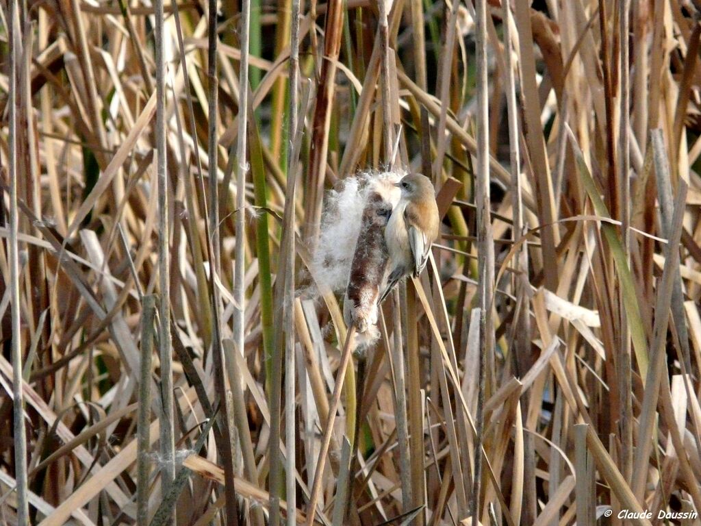 Eurasian Penduline Tit