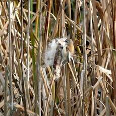 Rémiz penduline