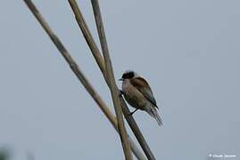 Eurasian Penduline Tit