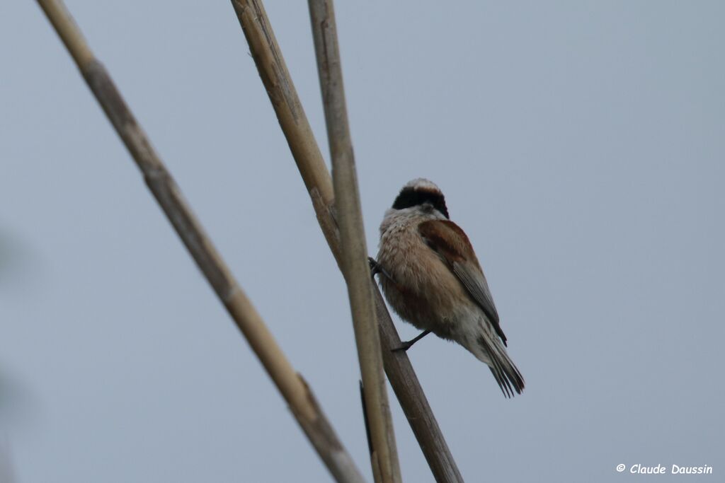 Eurasian Penduline Tit