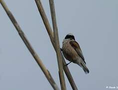 Eurasian Penduline Tit