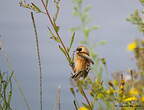 Rémiz penduline