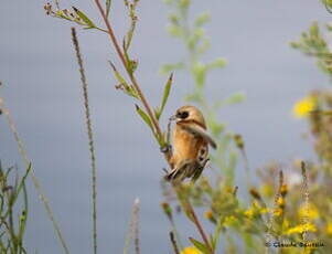 Rémiz penduline