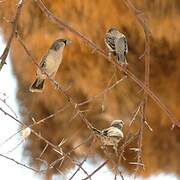 Sociable Weaver